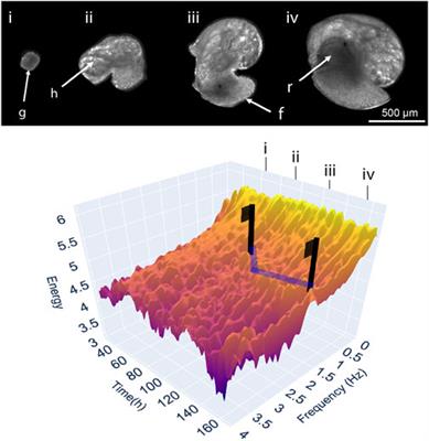 Phenomics as an approach to Comparative Developmental Physiology